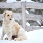 chien résistant aux maladies