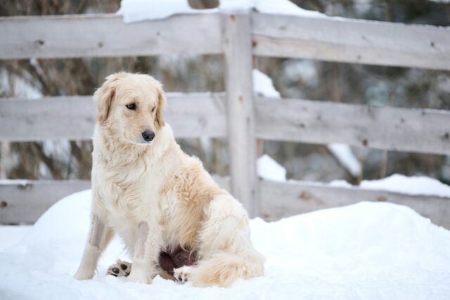 chien résistant aux maladies