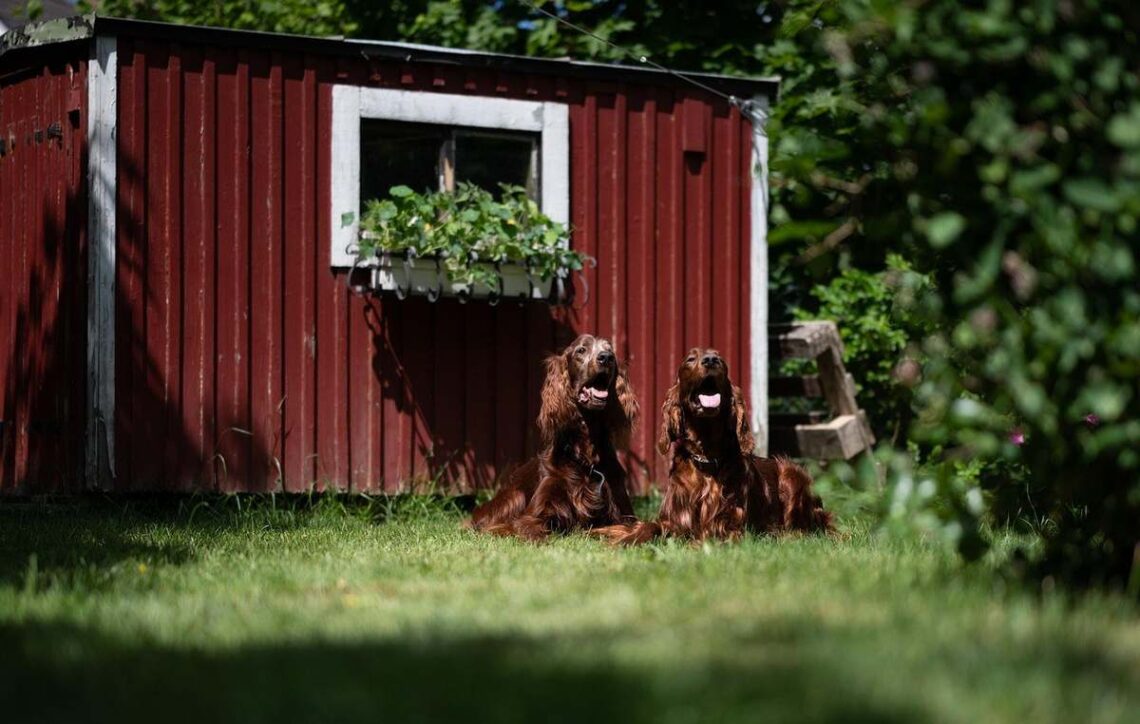 Chiens assis devant une cabane rouge avec une fenêtre fleurie, jardin ensoleillé