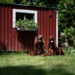 Chiens assis devant une cabane rouge avec une fenêtre fleurie, jardin ensoleillé