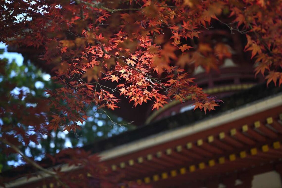 Visiter Kyoto sans la foule : le plan horaire d'un habitué